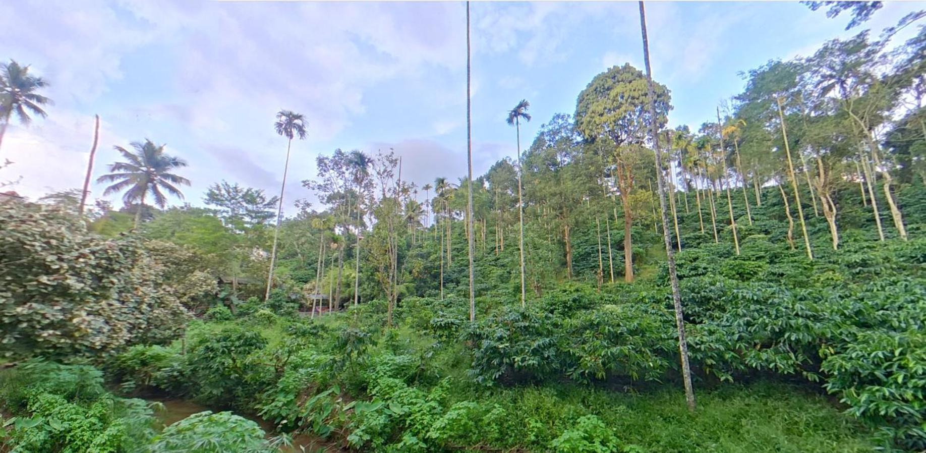 Wayanad Royal Stream Panzió Kalpetta Kültér fotó