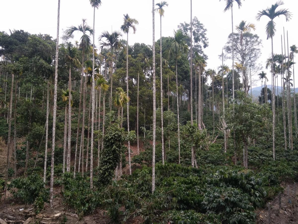 Wayanad Royal Stream Panzió Kalpetta Kültér fotó